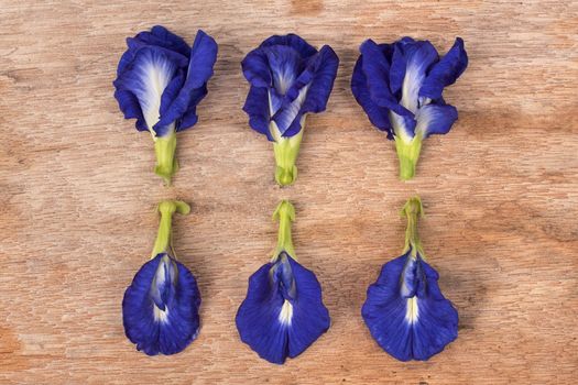 Butterfly Pea flower on wooden table