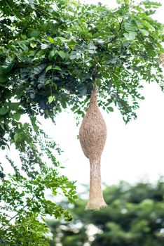 Ricebird nest hanging on tree, Thailand