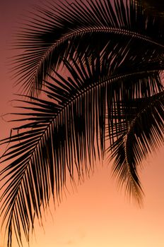 Coconut leaf silhouette with sunset sky background