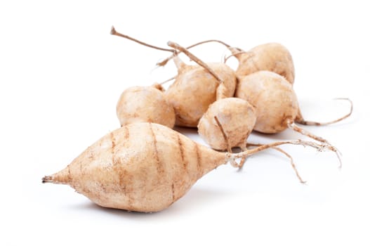 Whole Jicama isolated on white background