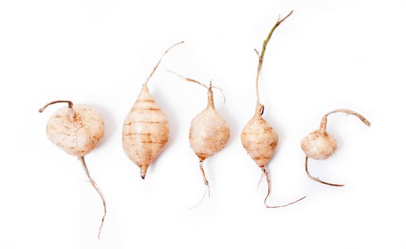 Whole Jicama isolated on white background