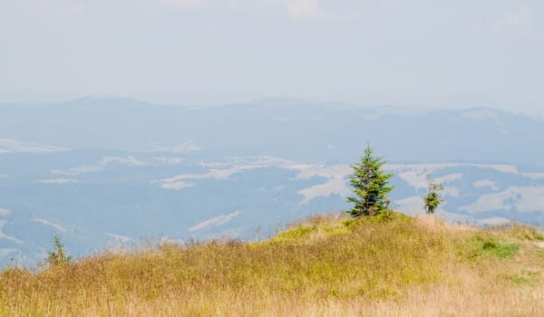 summer landscape in the Ukrainian Carpathians can use as background