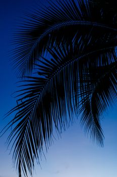 Coconut leaf silhouette with green sky background