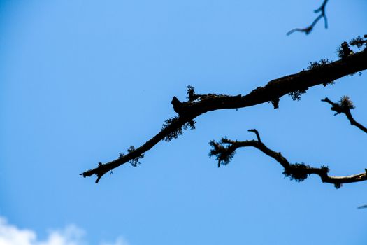dry wooden branch on blue sky background