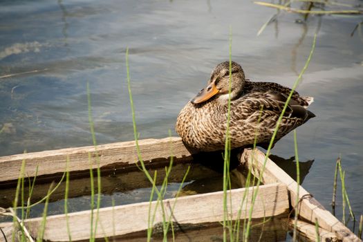 Wild duck is sitting on a wooden platform on the river