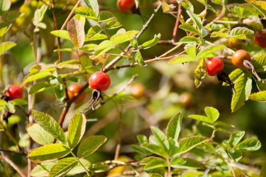 Rosehip berries are ripe on a natural background