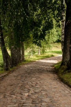 turn field road in the summer forest