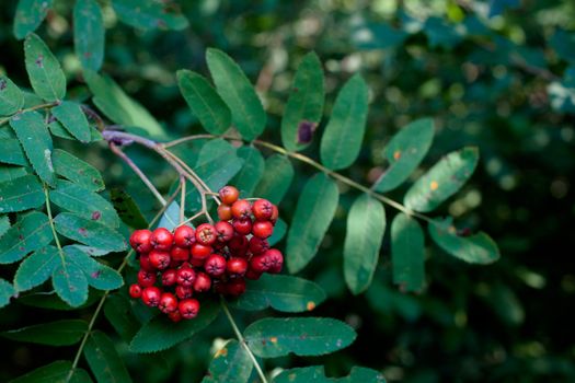 Red rowan berries on a green rowan-tree
