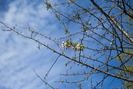 The blossoming apple-tree pleases people in the flowers and future apples