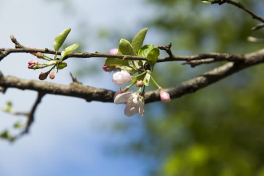 The blossoming apple-tree pleases people in the flowers and future apples