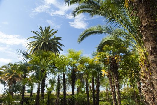 Palm trees grow in park on a bright sun of the South