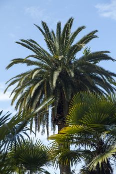 Palm trees grow in park on a bright sun of the South