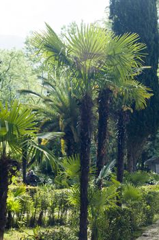 Palm trees grow in park on a bright sun of the South