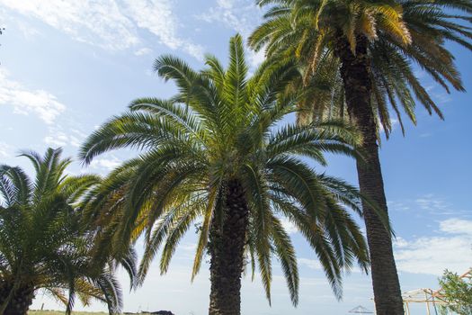 Palm trees grow in park on a bright sun of the South