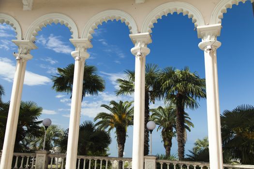 Palm trees grow in park on a bright sun of the South