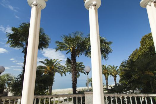 Palm trees grow in park on a bright sun of the South