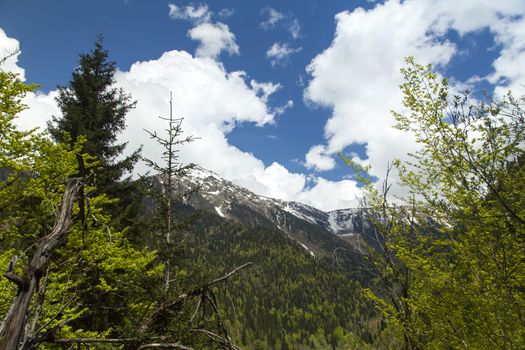 Mountains are covered with snow and the wood and surrounded with clouds