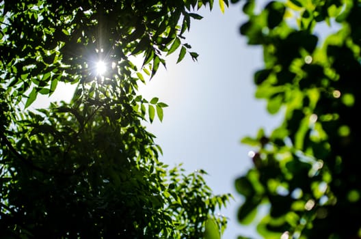 Sun shining through tree