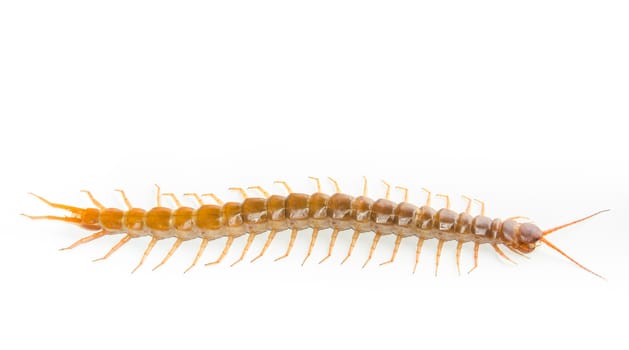 Centipede isolated on white background