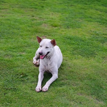 Stray dog lying on lawn