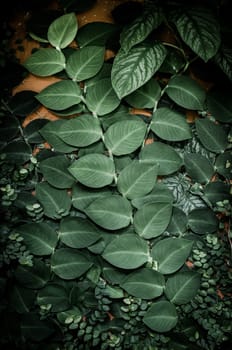 Ivy on wall in vintage color style