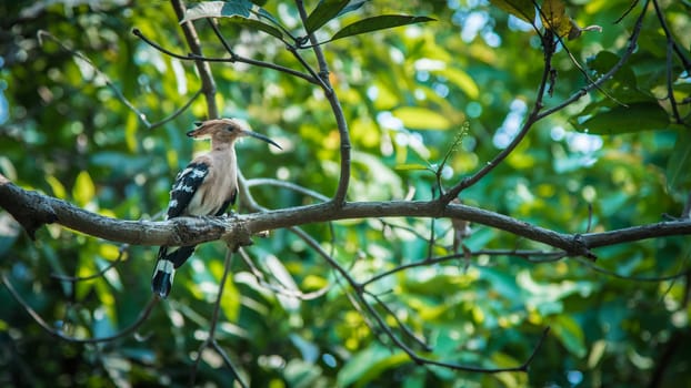 Hoopoe bird on tree, Upupa epops