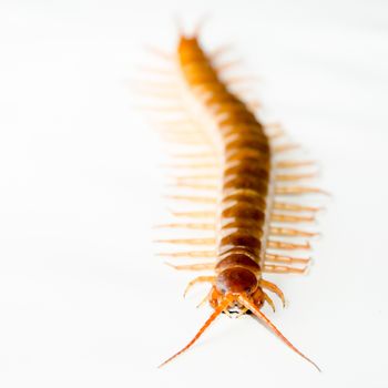 Centipede isolated on white background