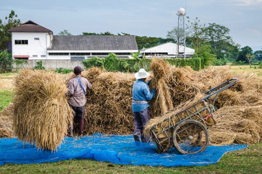 Farmer harvesting in Chiang Mai, Thailand