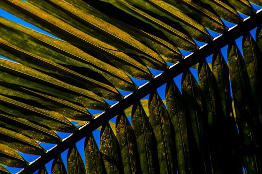 Abstract coconut leaf background