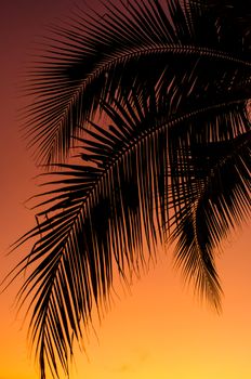 Coconut leaf silhouette with sunset sky background