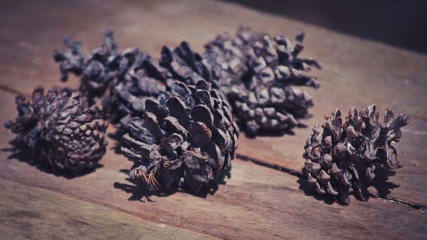 Conifer cone on wooden background, Vintage style