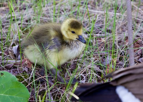 Cute chick