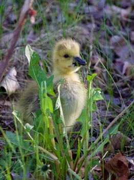 The young goose is looking for something