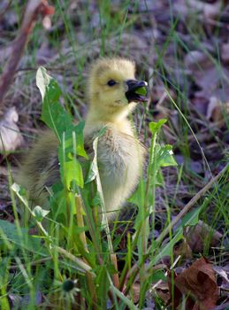 The young goose is eating the grass