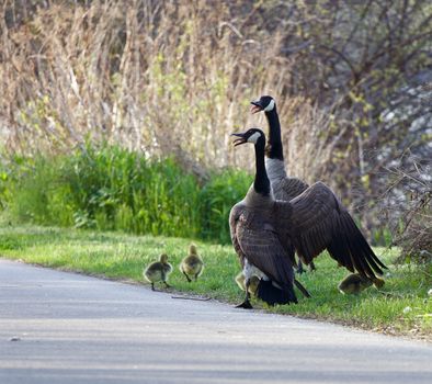 The defence from cackling geese of their children