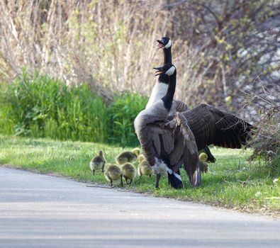 Cackling geese are ready to sacrifise themselves for their children