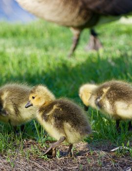 Cute little geese