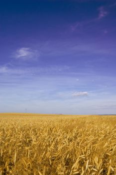 Summer landscape. Field of cereal in the summer.