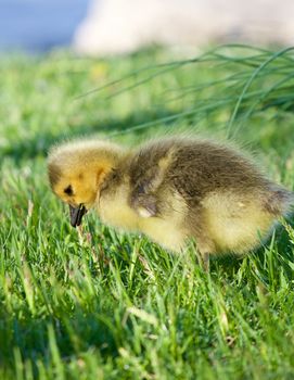 Little goose is eating the grass