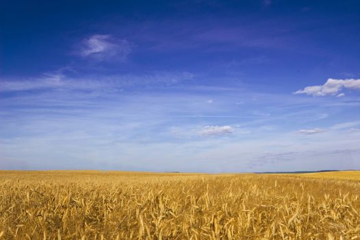 Summer landscape. Field of cereal in the summer.