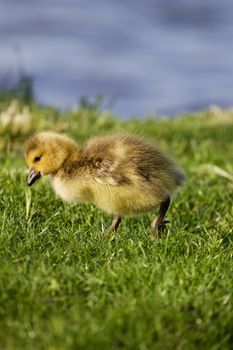 Cute chick is going somewhere