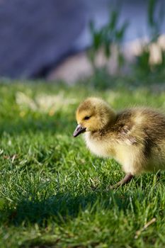 Cute young goose