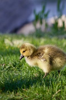 Cute young goose is going somewhere