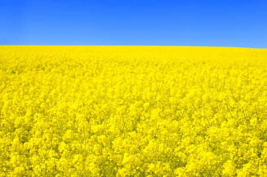 Spring landscape. Picture of oilseed rape on field and blue sky.