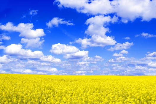 Spring landscape. Picture of oilseed rape on field and blue sky.