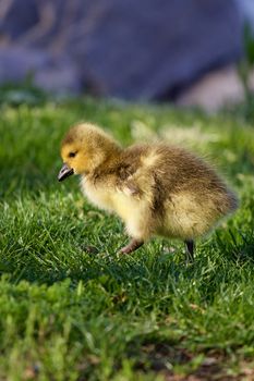 Cute chick is on its way to the hill