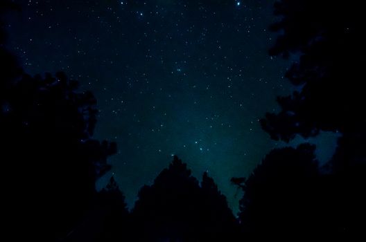 Star in the sky with tree silhouette