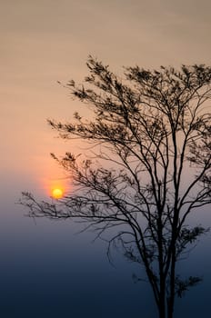 Sunrise in morning with tree silhouette in National park