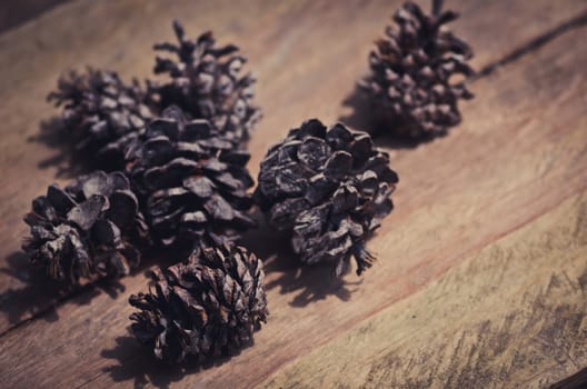 Conifer cone on wooden background, Vintage style