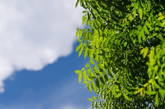 Neem plant with nice sky background